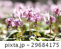満開のカタクリの花 29684175