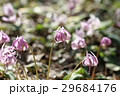 満開のカタクリの花 29684176