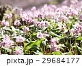 満開のカタクリの花 29684177
