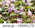 満開のカタクリの花 29684178