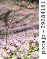 満開のカタクリの花 29684181