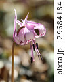 満開のカタクリの花 29684184