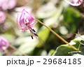 満開のカタクリの花 29684185
