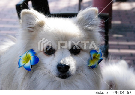 プルメリア 29684362