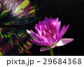睡蓮 29684368