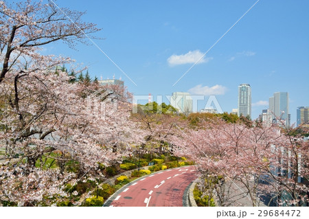 東京ミッドタウンの桜並木 29684472
