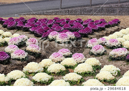 葉牡丹の花壇 29684618
