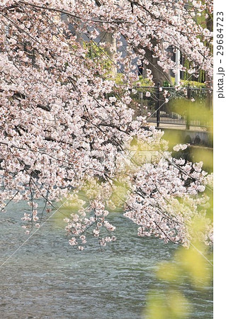 広瀬川 広瀬川 29684723