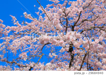 宝珠寺のしだれ桜 宝珠寺のしだれ桜 29684940