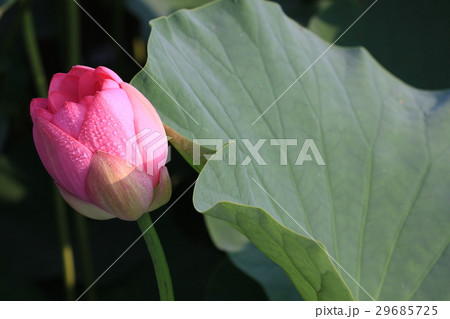 ハス スイレン 蓮 29685725