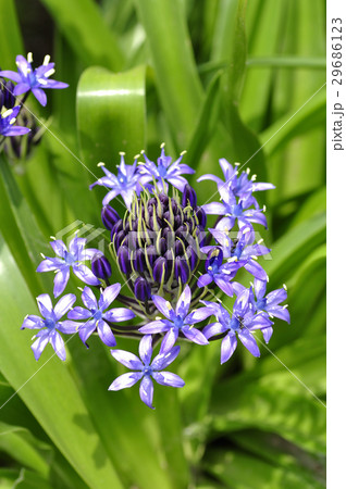 シラー・ペルビアナ 29686123