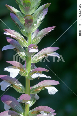 葉薊　アカンサス　花言葉は「巧みさ」 29686385