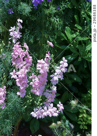 飛燕草 ヒレンソウ 花言葉は 陽気 の写真素材