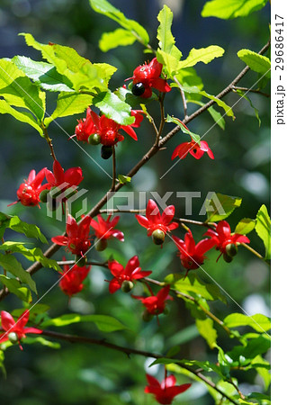 ミッキーマウスの木 花言葉は 快活 の写真素材