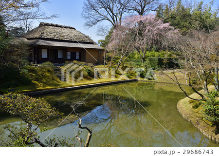 桂離宮 笑意軒 枝垂れ桜 桂離宮 笑意軒 枝垂れ桜 29686743