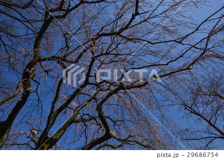 桂離宮 笑意軒 枝垂れ桜 桂離宮 笑意軒 枝垂れ桜 29686754