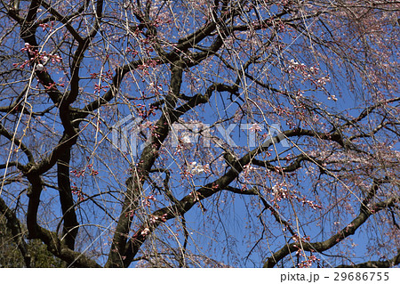 桂離宮　笑意軒　枝垂れ桜 29686755