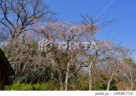 桂離宮 笑意軒 枝垂れ桜 桂離宮 笑意軒 枝垂れ桜 29686759