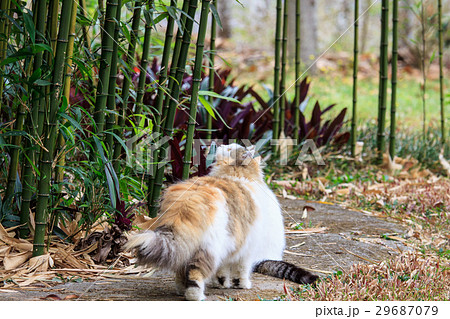 猫 ねこ ネコ 29687079