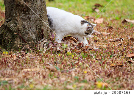 猫 ねこ ネコ 29687163