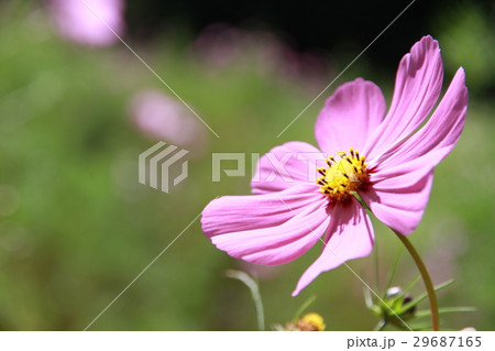 金鶏菊 ジャノメソウ 蛇の目草 29687165