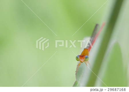 クロ－ズアップ クローズアップ 接写 29687168