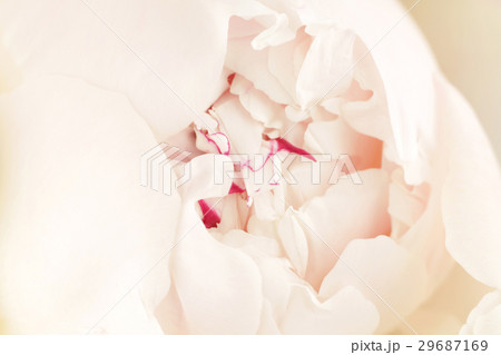 Beautiful pink close up peony flower 29687169