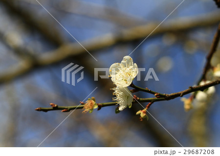 うめ 春告草 ソシンロウバイ 29687208