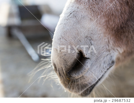 An ass's nose on the farm 29687532