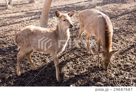 Deer in the park on nature in winter 29687687