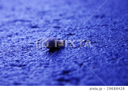 かたつむり かたつむり 29688426