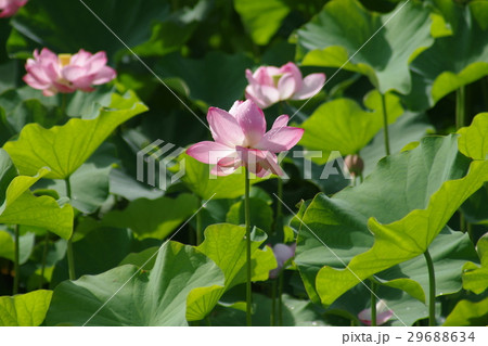 蓮の花 29688634