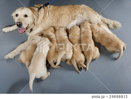 female dog of golden retriever with puppies 29688815