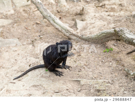 Young black rat muskrat waterfowl wet hair Young black rat muskrat waterfowl wet hair 29688847