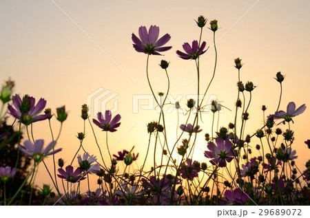アキザクラ コスモ コスモス 29689072