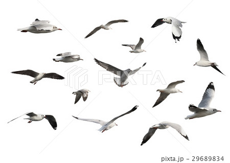 set of seagulls isolated on white background. set of seagulls isolated on white background. 29689834