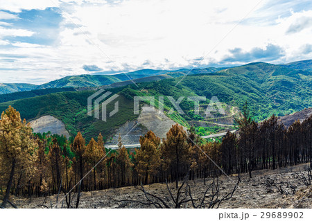 Burned forest in the mountains 29689902