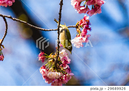 メジロ 大寒桜 メジロ 大寒桜 29689926