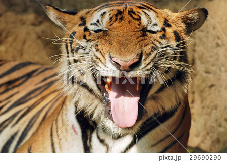 Bengal tiger Bengal tiger 29690290