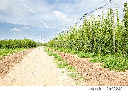 hops garden, Czech Republci hops garden, Czech Republci 29690804