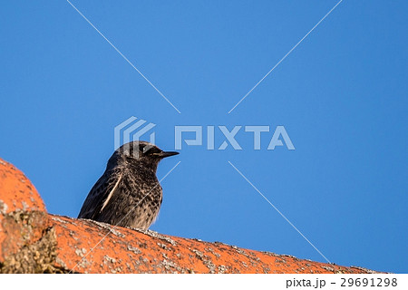 Single Black Redstart bird sits on vintage roof 29691298