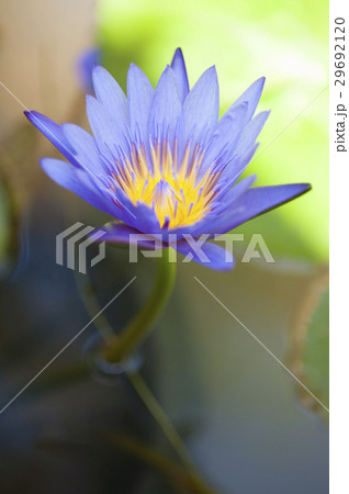 Beauty blooms on a pond. 29692120