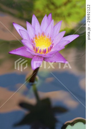 Beauty blooms on a pond. 29692122