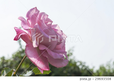 Beautiful pink rose in the garden Beautiful pink rose in the garden 29693508