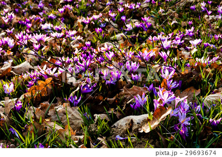 Saffron meadow flowers 29693674