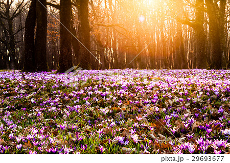 Saffron meadow flowers Saffron meadow flowers 29693677