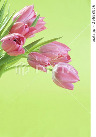 ピンクのチューリップ 黄緑の背景の写真素材