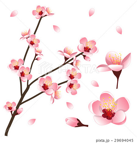 Prunus Persica Peach Flower Blossom のイラスト素材 29694045 Pixta