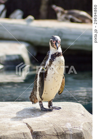 Humboldt Penguin Leaving the Water Humboldt Penguin Leaving the Water 29694860
