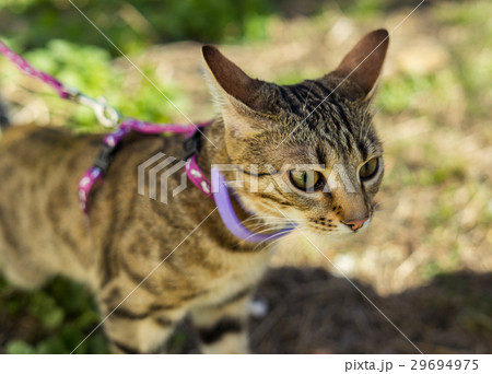 Kitten on a leash outdoor Kitten on a leash outdoor 29694975